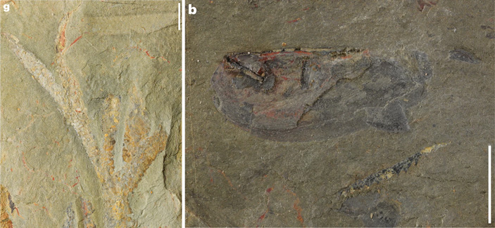 Рис. 4. Отпечатки полухордового и ракообразного