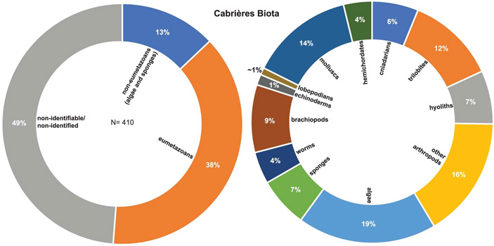 Рис. 5. Распределение идентифицированных ископаемых из лагерштетта Монтань Нуар по таксономическим группам