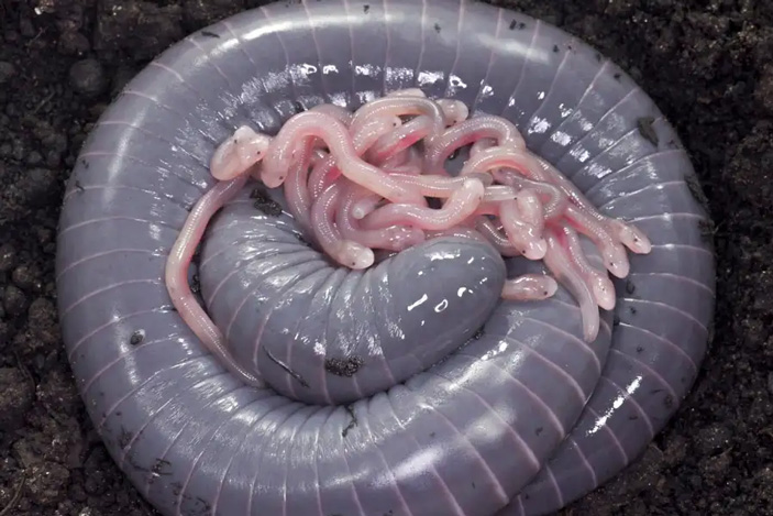 Самка кольчатой червяги (Siphonops annulatus) с потомством