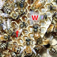 Рис. 1. Танец пчелы