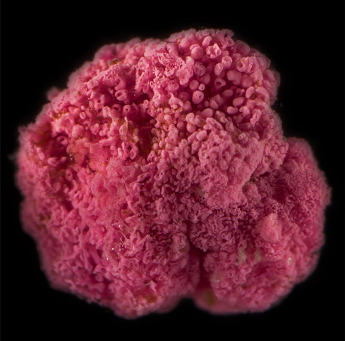 Рис. 2. «Ягода» тиогалокапсы крупным планом