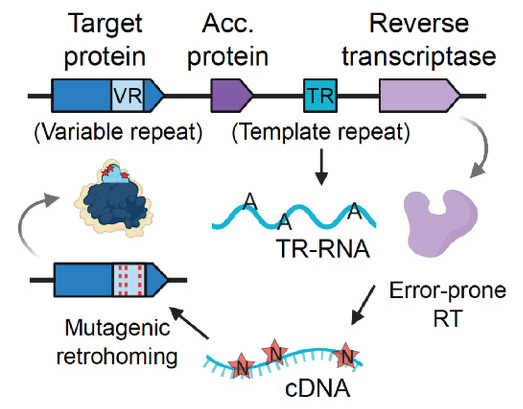 Рис. 3. Схема генерации разнообразия с помощью DGR в гене-мишени