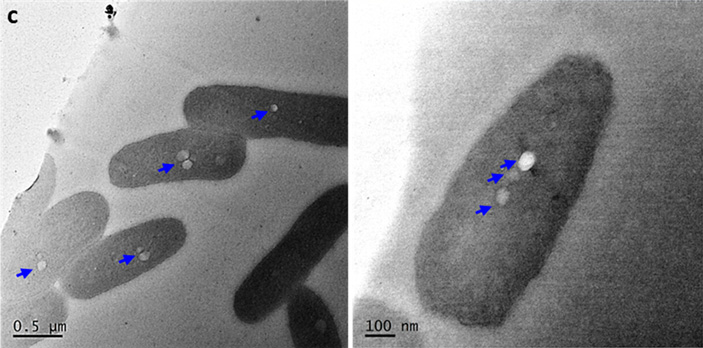 Рис. 5. Клетки синегнойной палочки