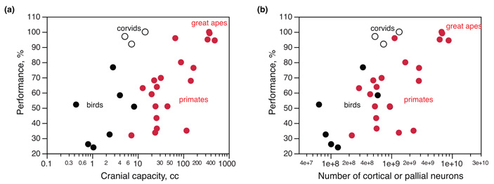 Зависимость объема мозга и числа нейронов от успешности решения задач по самоконтролю у приматов и птиц