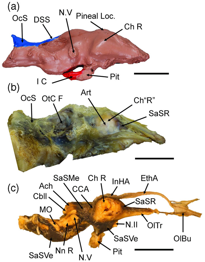 Мозг миссисипского аллигатора