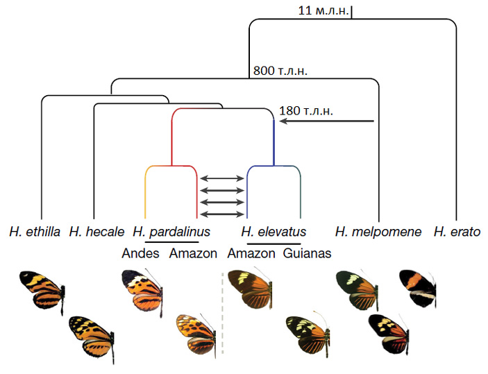 Генеалогия гибридного вида Heliconius elevatus