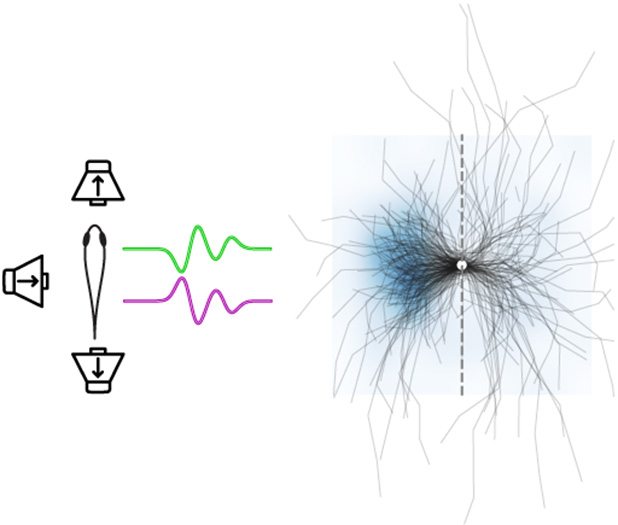 <b>Рис. 5.</b> Реакция рыбок на установку с тремя колонками