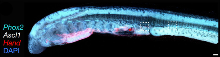 Личинка миноги