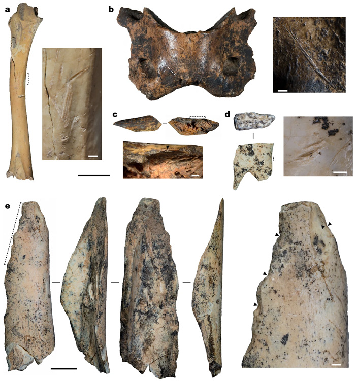 Рис. 2. Кости со следами обработки и костяные орудия