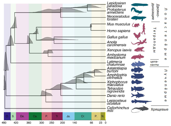 Рис. 1. Эволюционное дерево современных групп костных рыб, показывающее родственные связи двоякодышащих, целакантов и наземных позвоночных