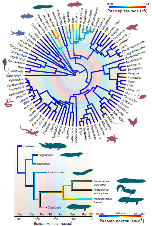 Рис. 3. Эволюция размеров генома и клеток