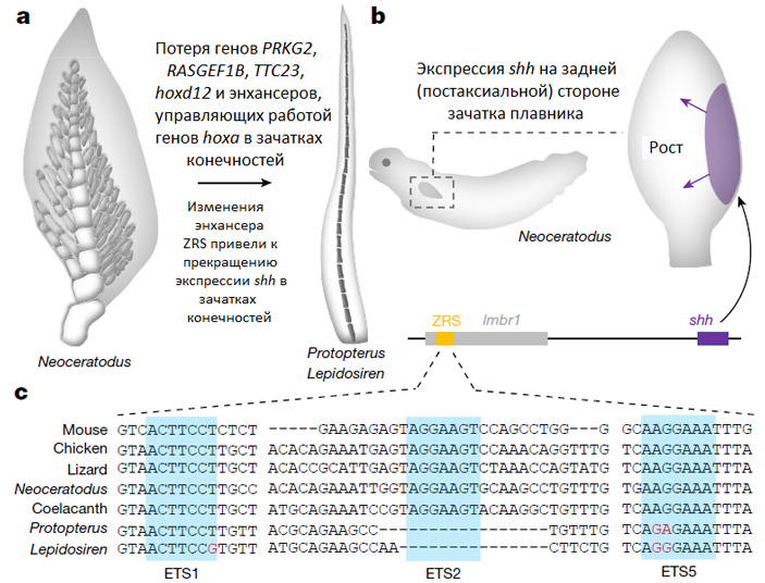 Рис. 4. Генетические основы упрощения парных плавников у протоптера и лепидосирена