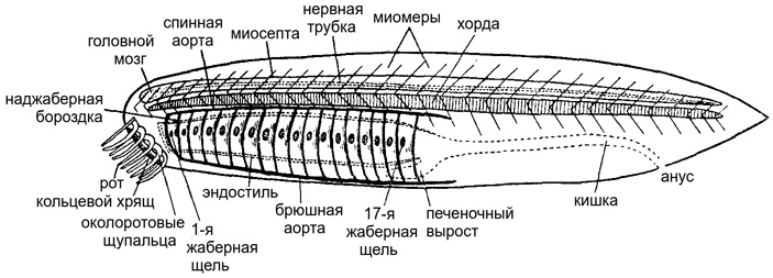 Рис. 2. Общий предок хордовых по Северцову