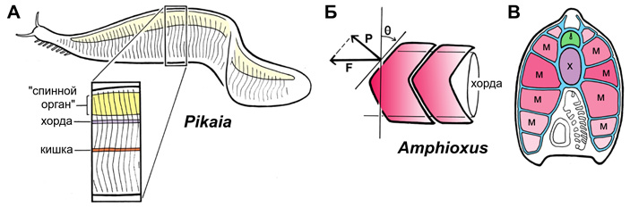 Рис. 3. Пикайя по сравнению с ланцетником