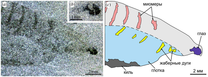 Рис. 8. Детали строения нуучихтиса