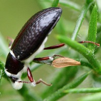 Жук, пораженный боверией