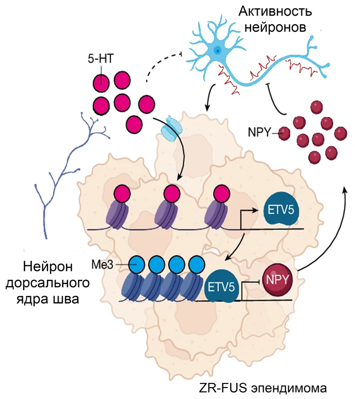 Рис 1. Схема того, как серотонин влияет на рост ZR-FUS-эпендимомы
