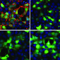 Трансфецированные клетки мышей