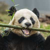 Большая панда ест бамбук
