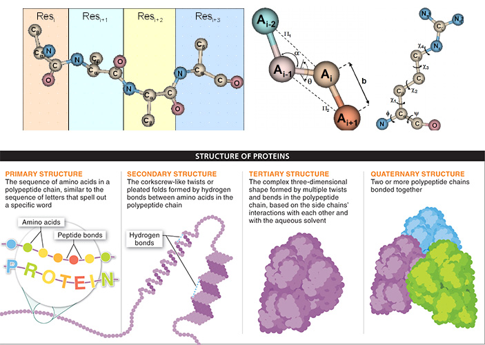 Рис. 1. Полипептидная последовательность из остатков аминокислот и уровни организации белковой молекулы