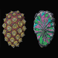 Трехмерная реконструкция глаза M. viggianii