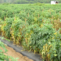 Фузариозное увядание томатов