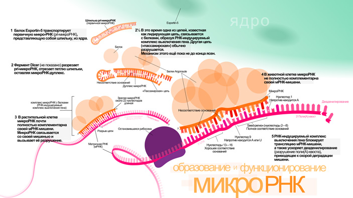 Рис. 4. Процессы, происходящие при связывании микроРНК с мРНК