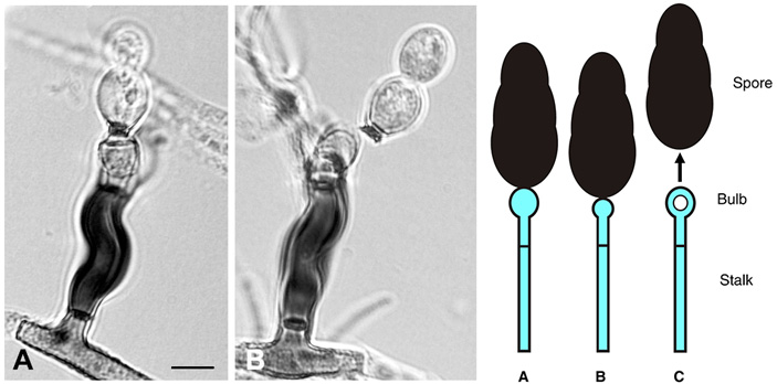Конидиеносцы зигофиалы