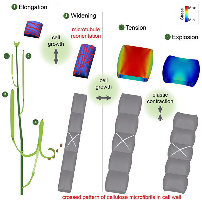 Схема накопления энергии в слое экзокарпия у сердечника шершавого
