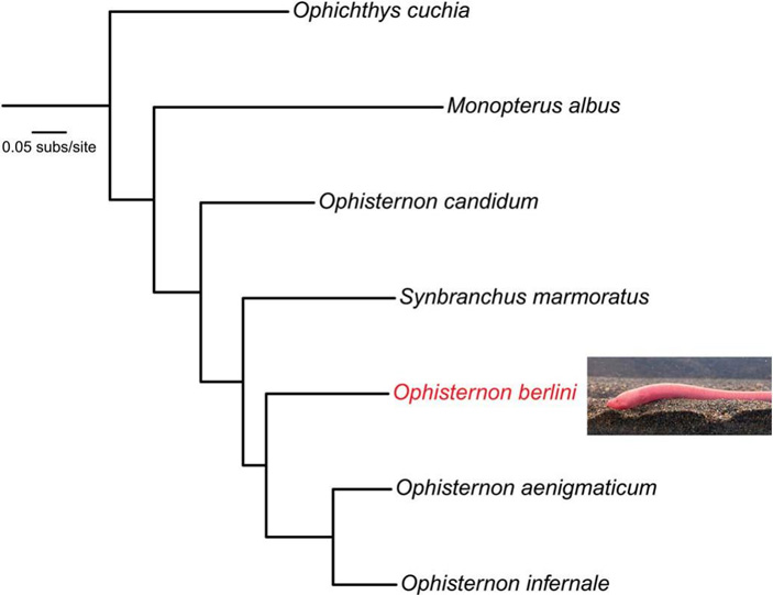 Рис. 7. Филогенетические отношения некоторых видов ложноугрей, выявленные по анализу митохондриальных генов