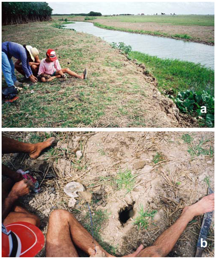 Рис. 9. Местообитание ложноугря Synbranchus lampreia