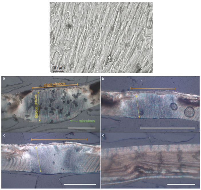 Рис. 3. Структура светопроводящих окошек