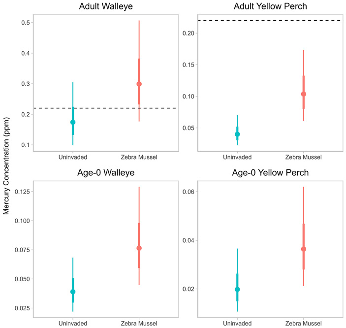 Рис. 3. Концентрация ртути в тканях светлоперого судака и желтого окуня