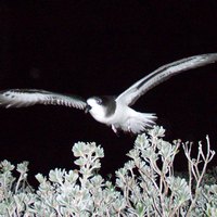 Бермудский тайфунник, или кахоу