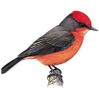 Сан-кристобальский мухолов