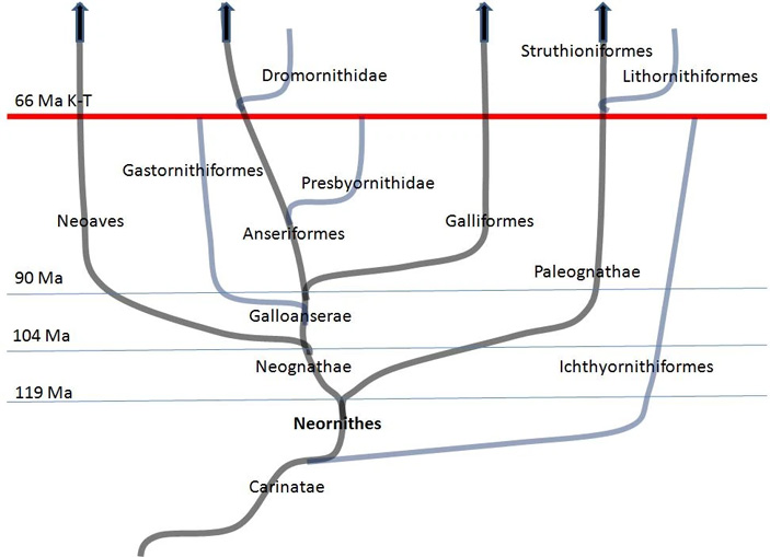 Рис. 2. Реконструкция филогенетических линий птиц