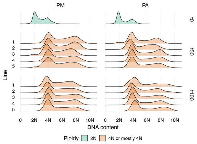 Количество ДНК на одну клетку в пересчете на количество ДНК в диплоидной клетке
