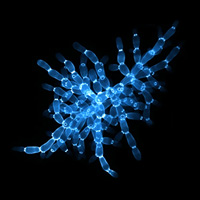 Многоклеточная колония пекарских дрожжей