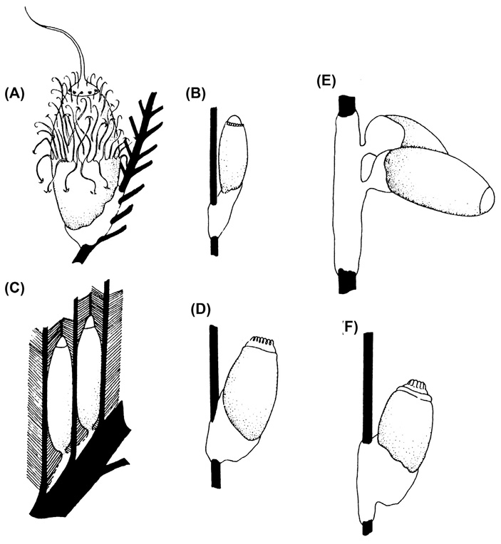 Рис. 4. Способы крепления яиц современных вшей и пухоедов