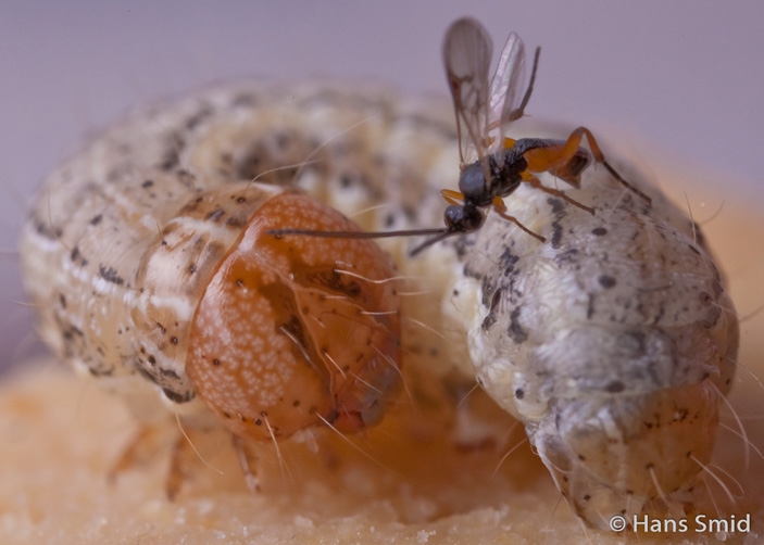 Осы С. kariyai заражают гусениц, чьи тела служат инкубаторами для развития личинок паразитоида