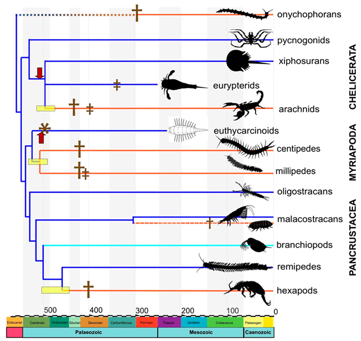 Рис. 1. Филогенетическая схема линий наземных членистоногих