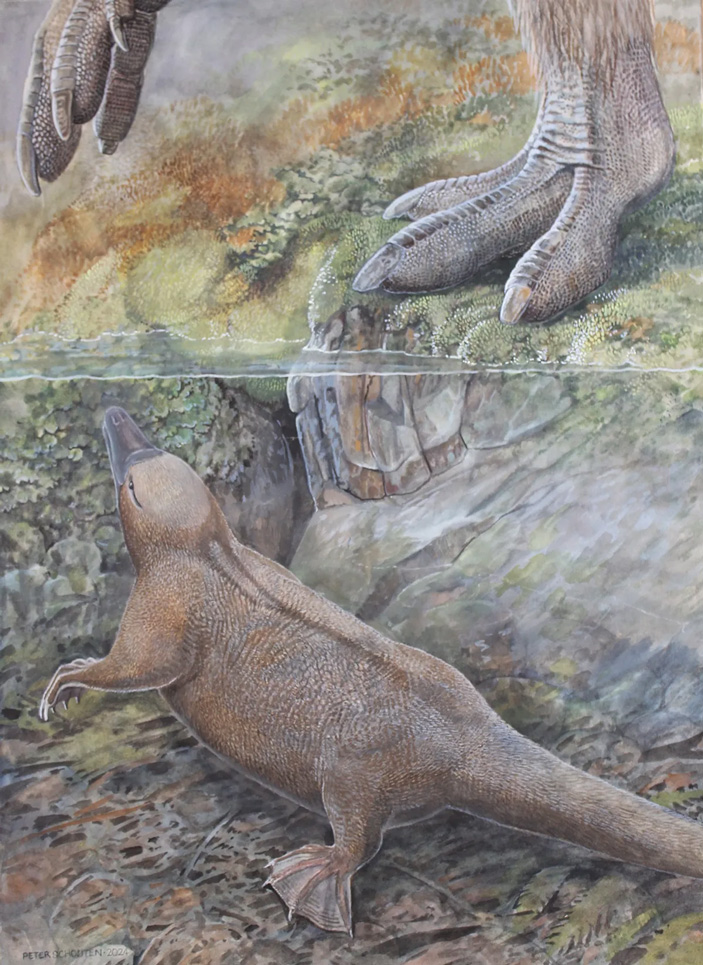 Рис. 1. Kryoryctes cadburyi