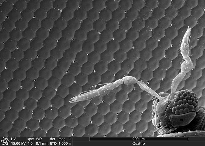 Рис. 1. Голова M. viggianii на фоне омматидиев сложного глаза медоносной пчелы