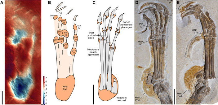 Рис. 7. Морфотип III