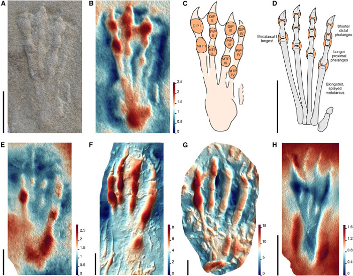 Рис. 5. Морфотип I