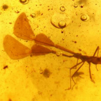 Клоп Magnusantenna wuae в янтаре