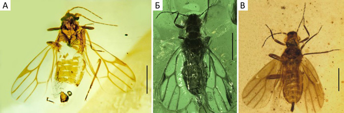 Рис. 3. Листоблошки из среднемелового бирманского янтаря