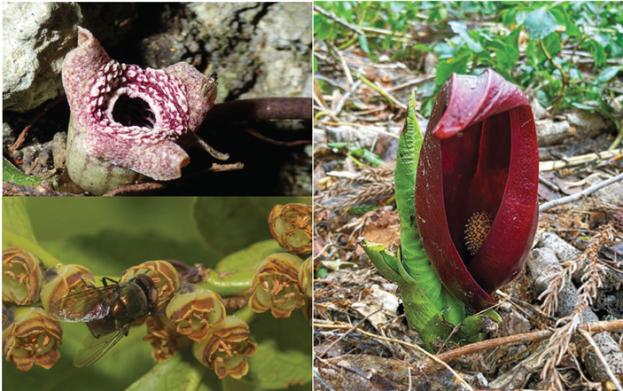 Цветы, имитирующие запах разлагающейся органики