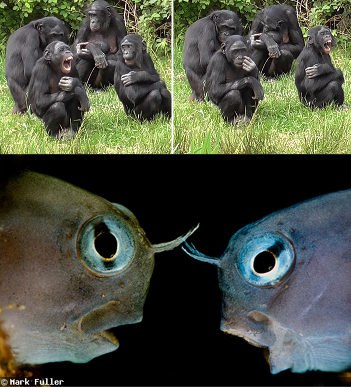 Заразительная зевота у бонобо и рыб