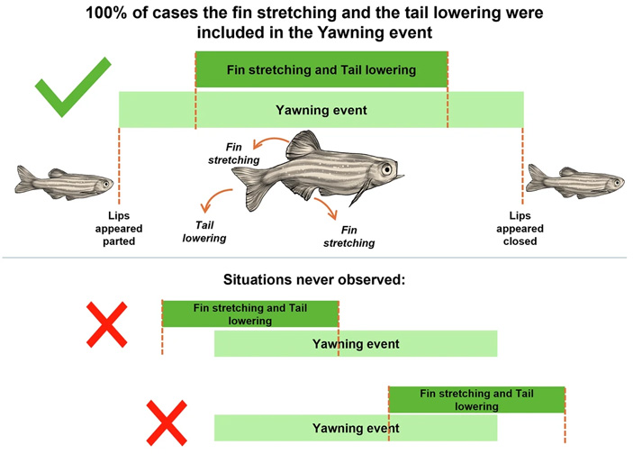 Зевание и ассоциированные с ним мышечные движения у данио-рерио